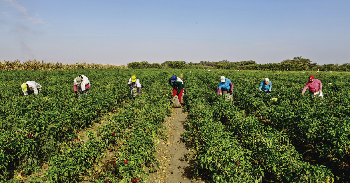 Plan de Extensión Agropecuaria.