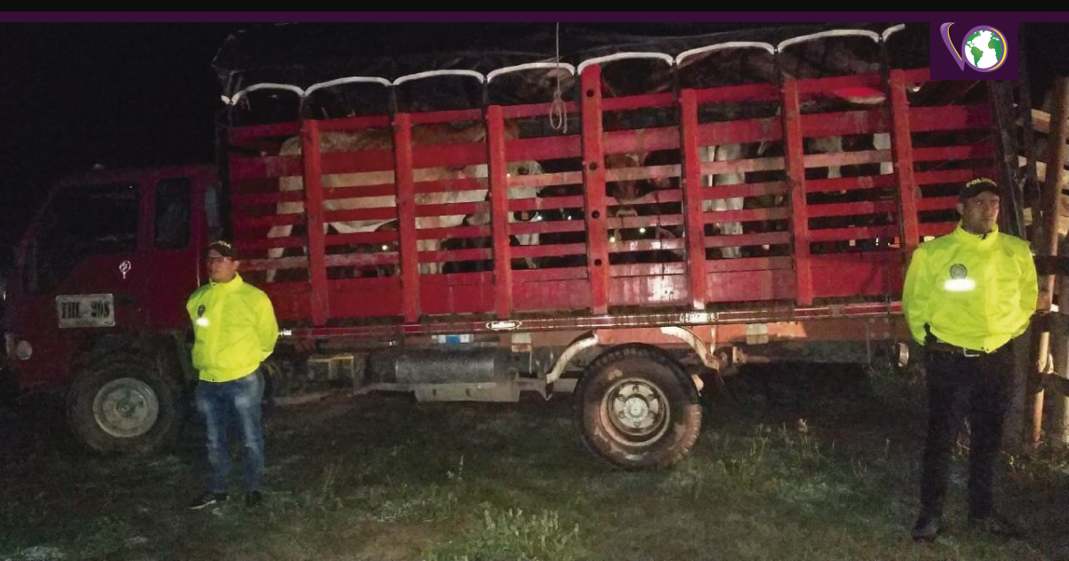 13 semovientes bovinos que habían sido hurtados de una finca en la vereda Nocuito de Yopal, fueron recuperadas en corto tiempo por los uniformados de la policía.