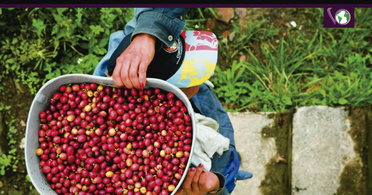 Ante los bajos precios internacionales del café, los cultivadores casanareños no solo se encuentran preocupados, sino que han reducido el área sembrada. Así lo dijo Ovalle Duarte, gerente de la Cooperativa de Caficultores de Támara, en entrevista con Contacto Noticias.